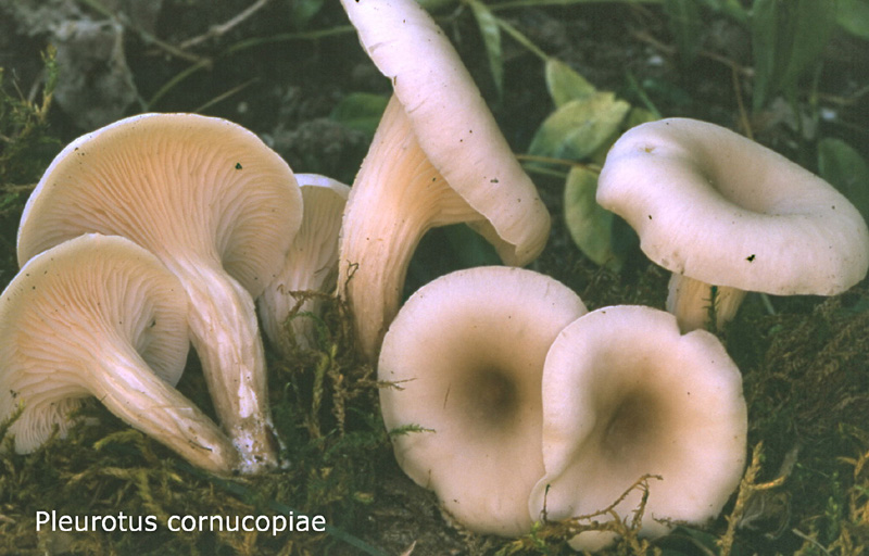 Pleurotus cornucopiae-amf1468.jpg - Pleurotus cornucopiae ; Syn: Pleurotus ostreatus var.cornucopiae ; Non français: Pleurote en corne d'abondance